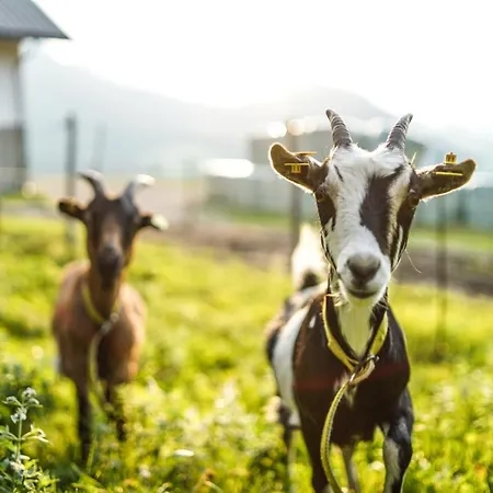 Апартаменты Bio Bauernhof Oberhinterberg *
