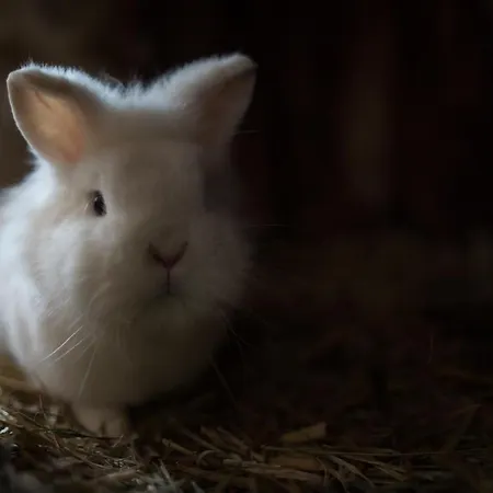 Bio Bauernhof Oberhinterberg