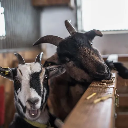 Апартаменты Bio Bauernhof Oberhinterberg Аннаберг-им-Ламмерталь